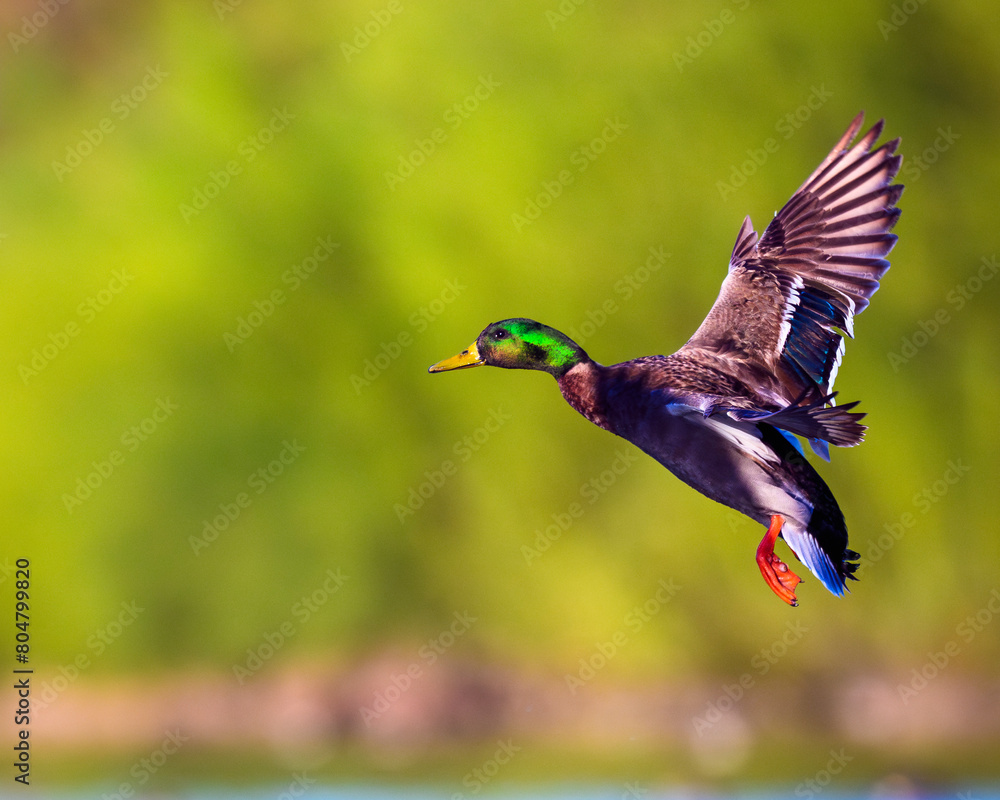 Obraz premium duck in flight