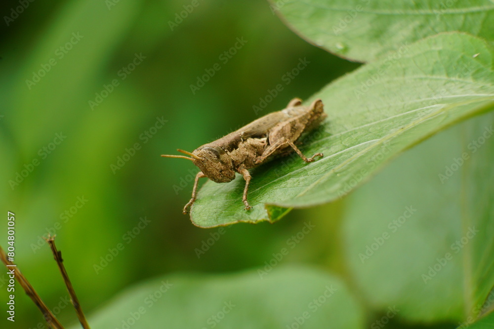 Close-up of grasshopper - Oxya chinensis Thunb Close-up of grasshopper - Oxya chinensis Thunb