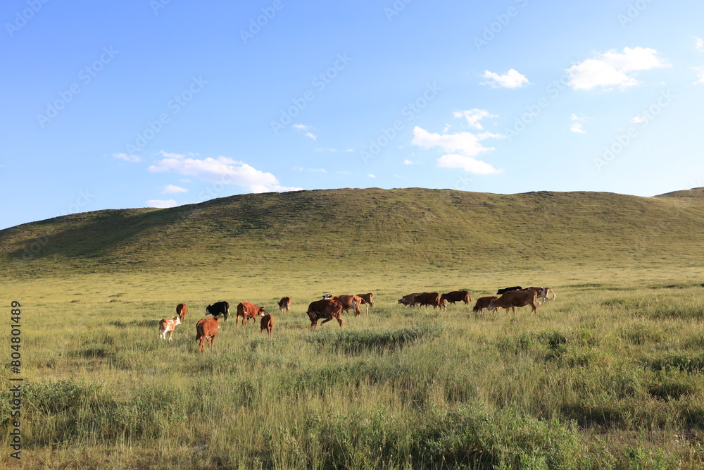 Fototapeta premium A herd of cattle on the prairie