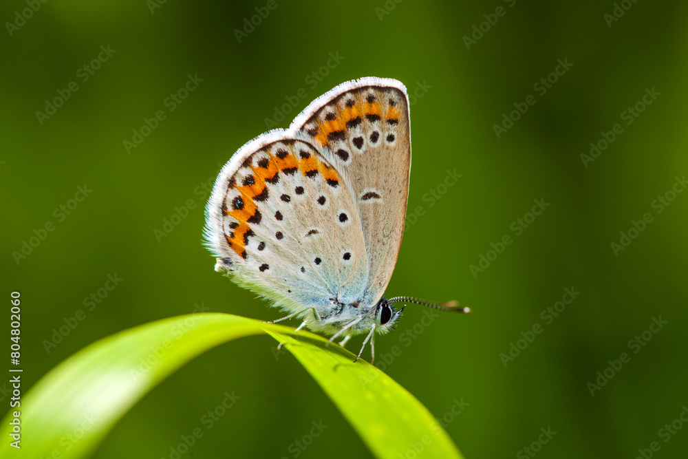custom made wallpaper toronto digitalA butterfly is gathering honey