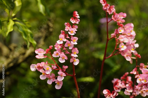 Close-up of Tropaeolum majus flower photo