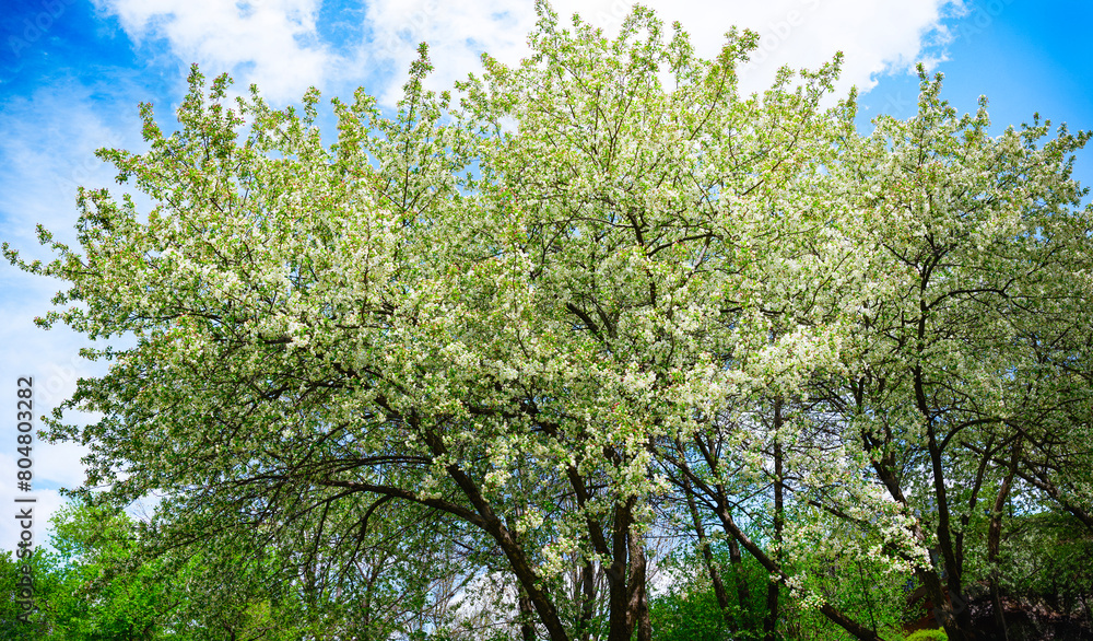 Fototapeta premium White apple flowers in full bloom on a bright spring day on the riverbank of Big Sioux River at Pasley Park in Sioux Falls, South Dakota, USA