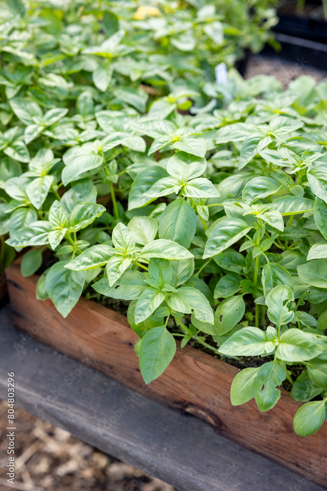 A wood tray of basil seedlings ready to be planted in the ground A wood tray of basil seedlings ready to be planted in the ground