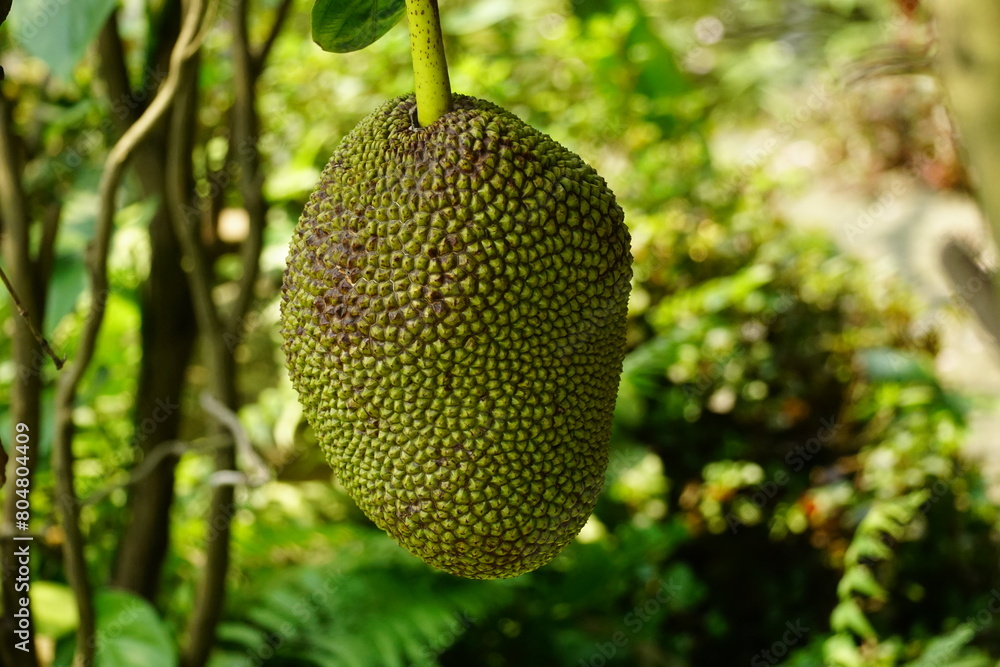 Close-up of jackfruit on the tree Close-up of jackfruit on the tree