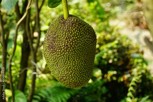 Close-up of jackfruit on the tree