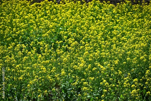A spring scene in Japan with canola flowers in full bloom. Seasonal flower background material.