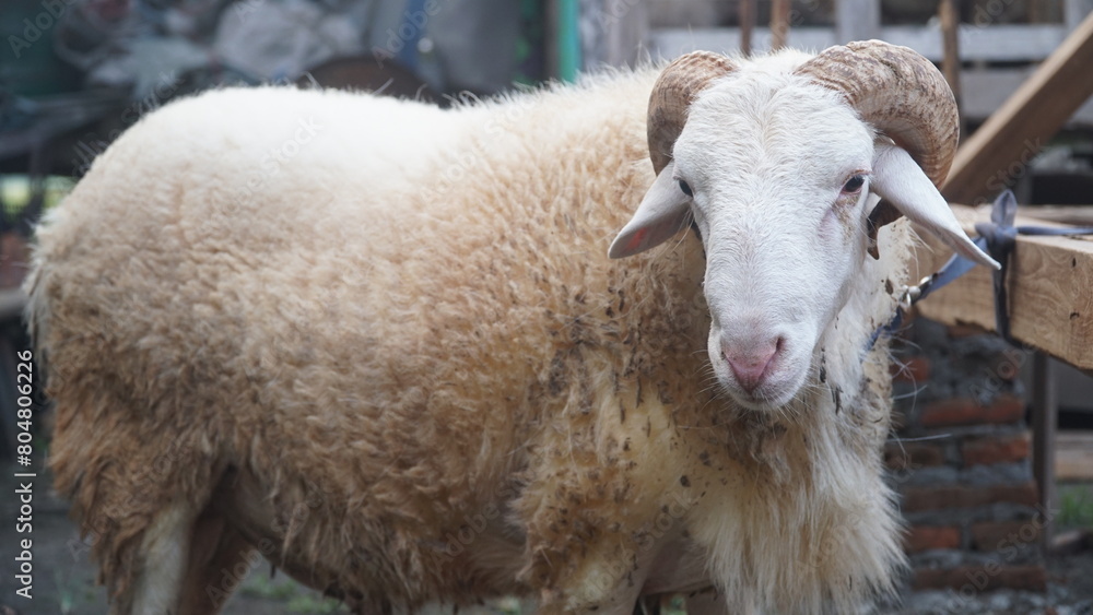 White goat with curved horns outside the cage. Focus selected White goat with curved horns outside the cage. Focus selected
