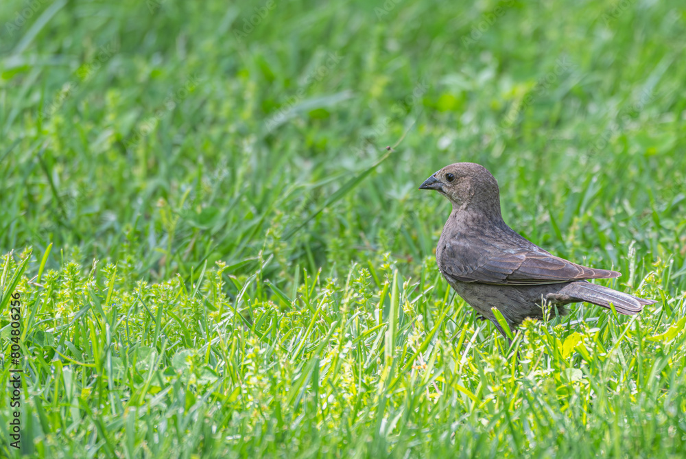 Closeup of a female brown-headed cowbird standing in bright green grass in spring. Closeup of a female brown-headed cowbird standing in bright green grass in spring.