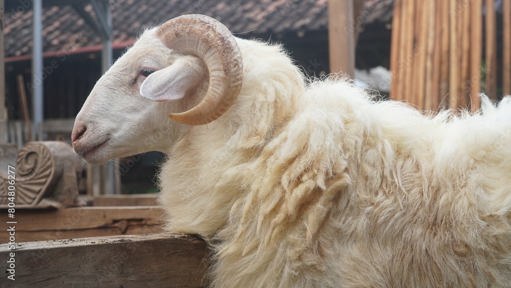 White goat with curved horns outside the cage. Focus selected White goat with curved horns outside the cage. Focus selected