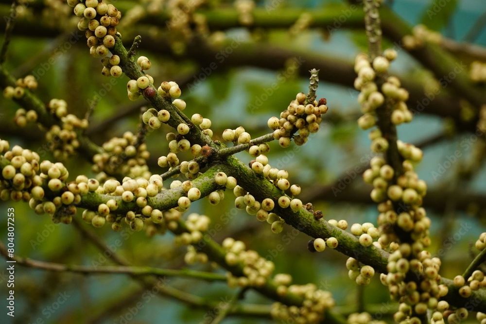 Close-up of berries on a tree Close-up of berries on a tree