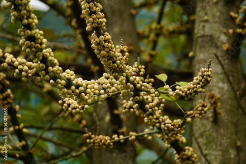 Close-up of berries on a tree