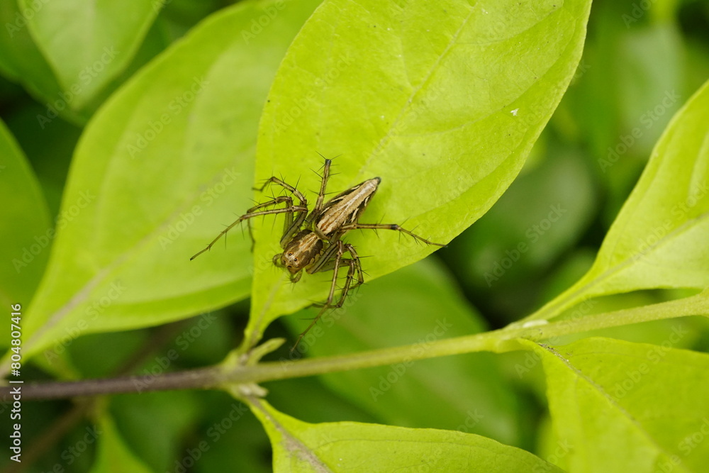 Close-up of spider on a leaf Close-up of spider on a leaf
