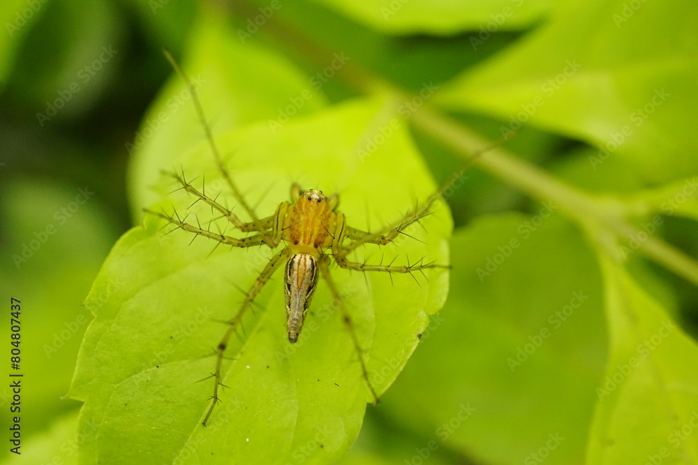 Close-up of spider on a leaf Close-up of spider on a leaf