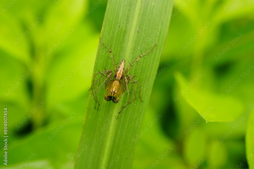 Close-up of spider on a leaf Close-up of spider on a leaf