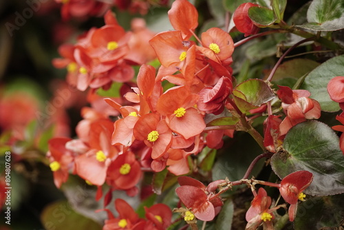 Close-up of Begonia flowers blooming