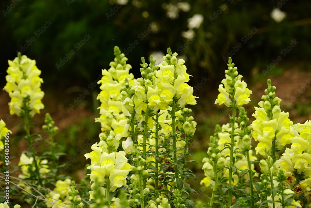 Close-up of blooming Snapdragon flowers Close-up of blooming Snapdragon flowers