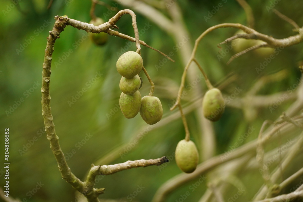 Close-up of Spondias mombin fruit on the tree Close-up of Spondias mombin fruit on the tree