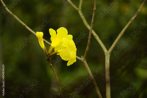Close-up of the yellow Tabebuia aurea flower blooming