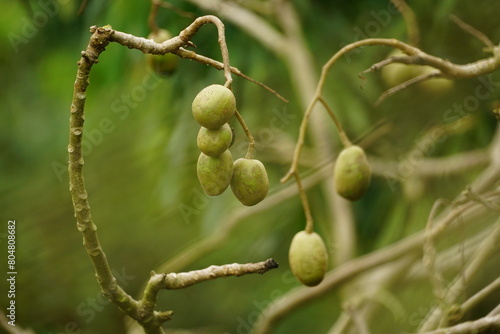 Close-up of Spondias mombin fruit on the tree photo