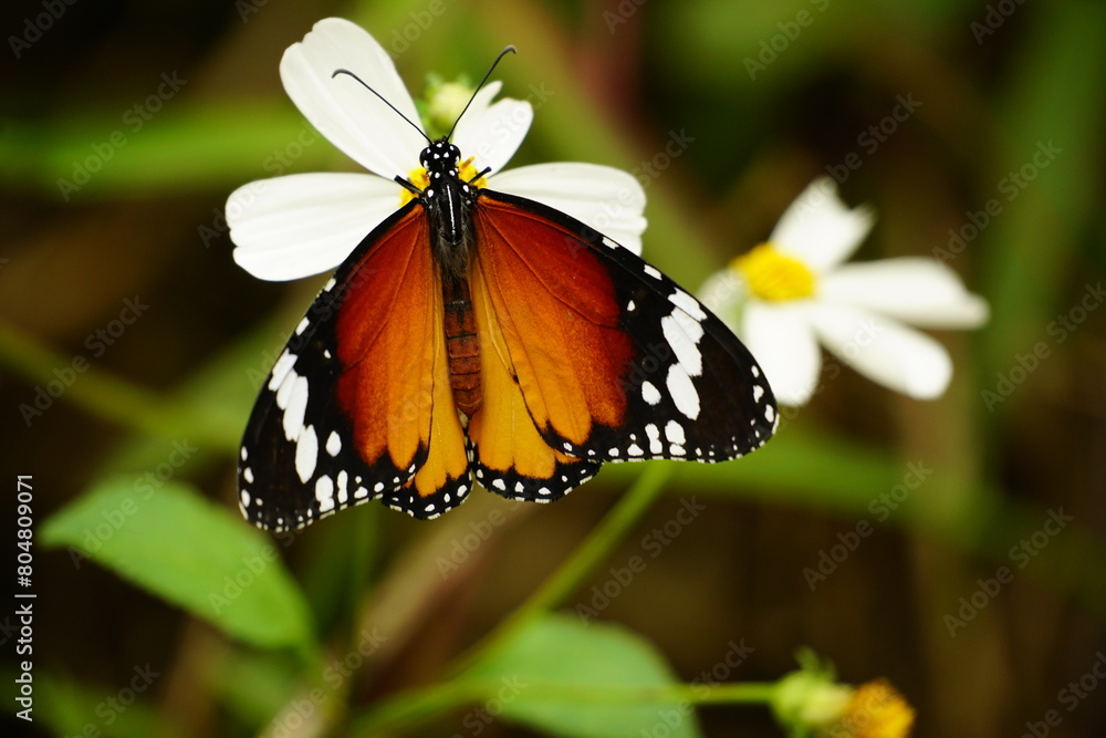 Close-up of butterfly Danaus chrysippus Close-up of butterfly Danaus chrysippus