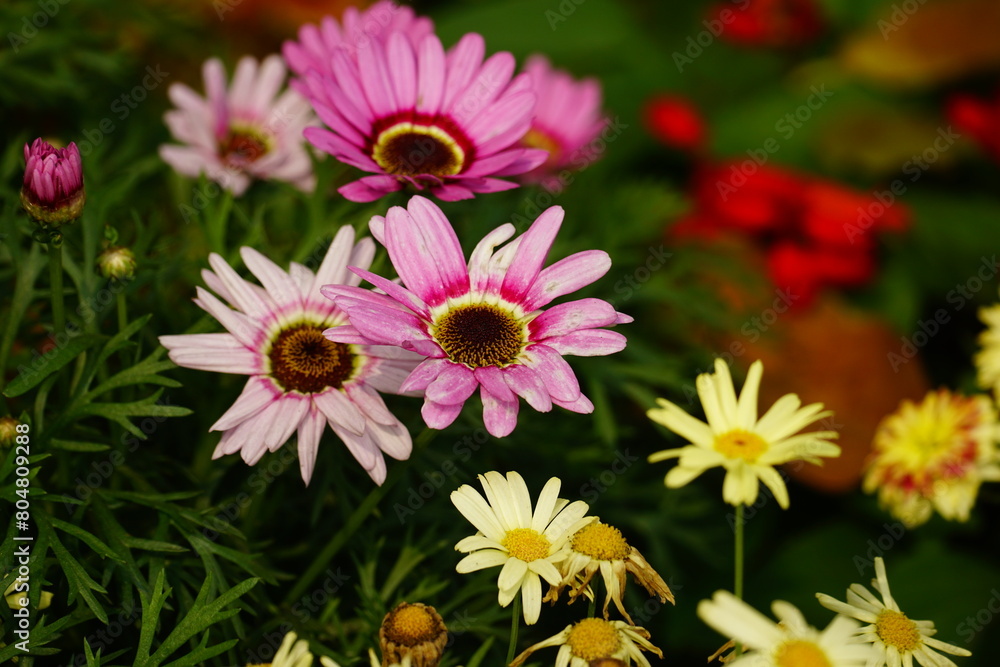 Fototapeta premium Close-up of Rhodanthemum flower