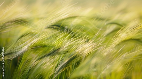 Golden wheat field in soft light. Agriculture and natural beauty concept.