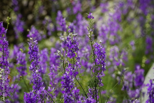 Close-up of Scutellaria baicalensis flower photo