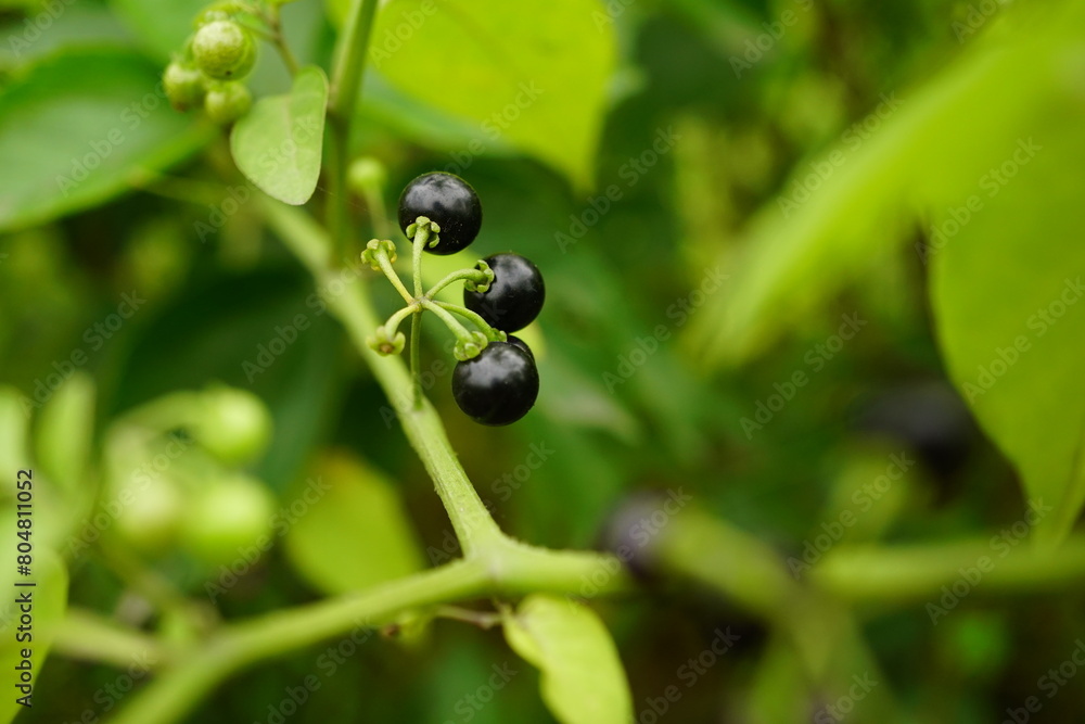 Close-up of Solanum nigrum fruit Close-up of Solanum nigrum fruit
