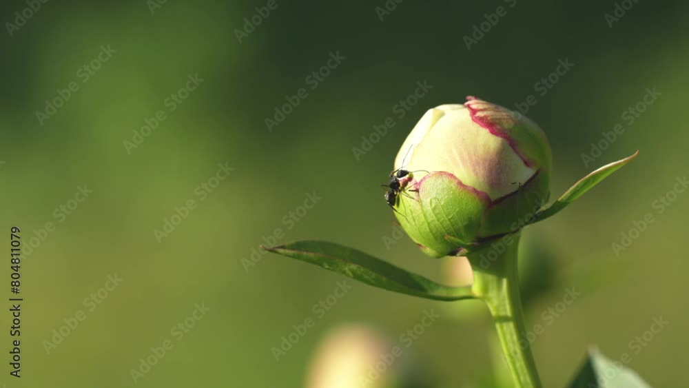 Tokyo, Japan - May 4, 2024: Closeup of a bud of peony flower at summer
Tokyo, Japan - May 4, 2024: Closeup of a bud of peony flower at summer