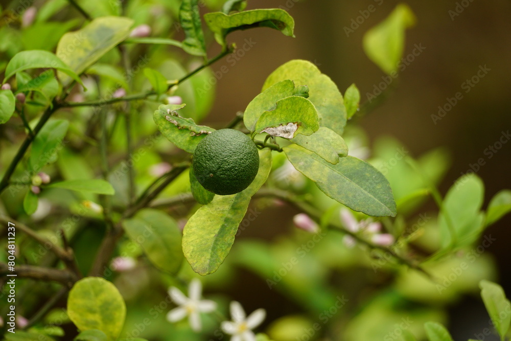 Close-up of lemon on tree Close-up of lemon on tree