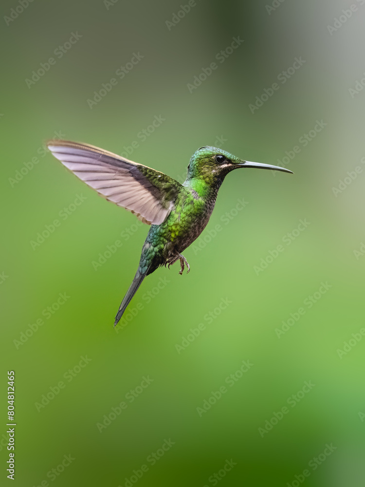 Black-throated Brilliant Hummingbird in flight on green background Black-throated Brilliant Hummingbird in flight on green background