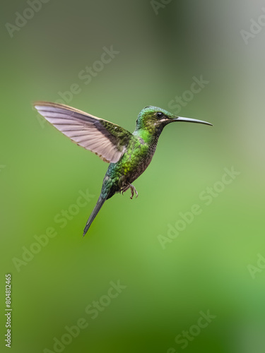 Black-throated Brilliant Hummingbird in flight on green background