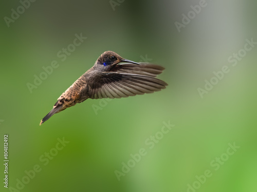 Brown Violetear Hummingbird  in flight on green background photo