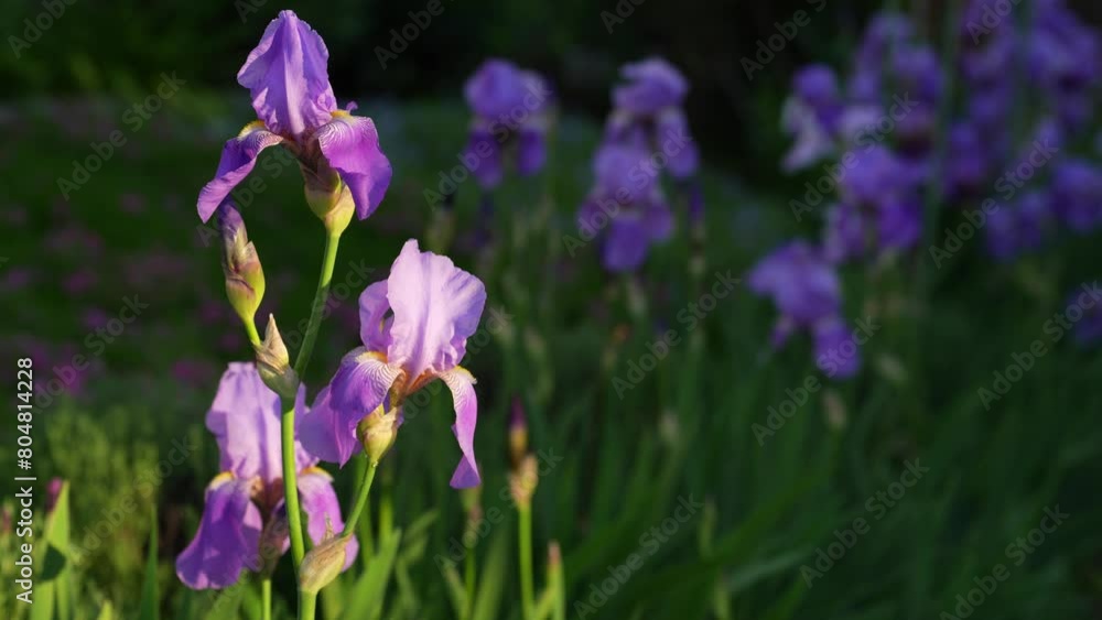 Tokyo, Japan - May 4, 2024: Closeup of Iris flowers at Sunrise
Tokyo, Japan - May 4, 2024: Closeup of Iris flowers at Sunrise