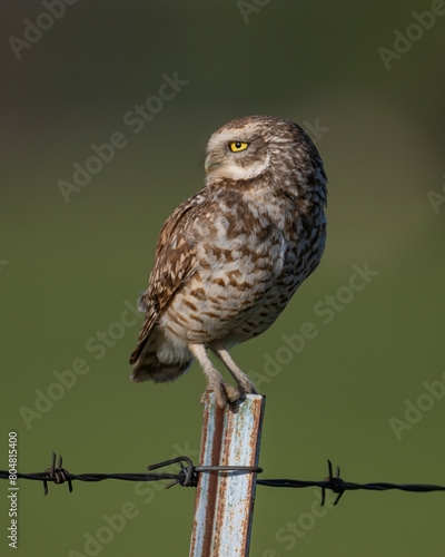 Burrowing Owl in SW Oklahoma