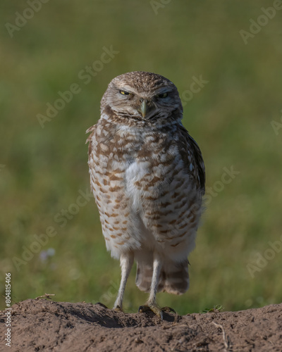 Burrowing Owl in SW Oklahoma
