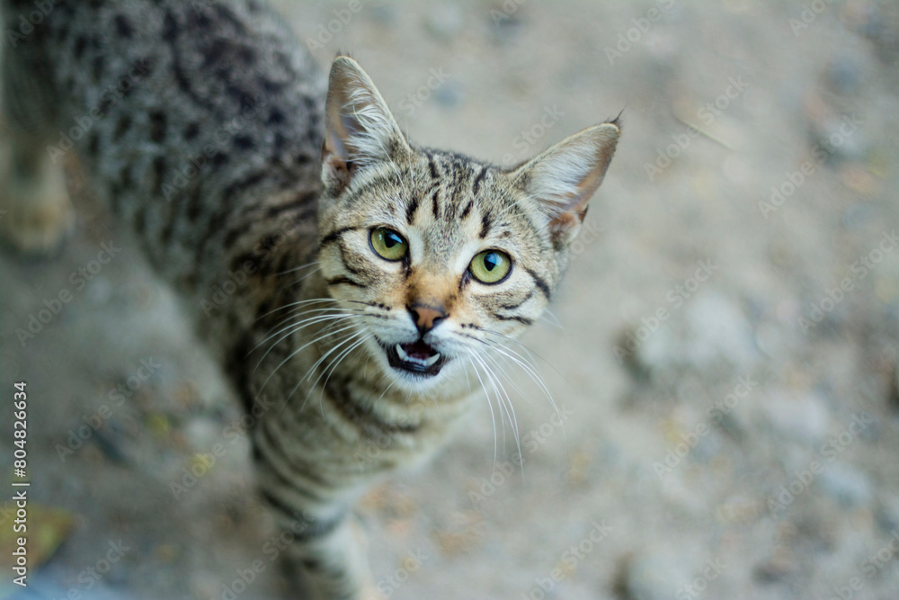 retrato de gato pardo  con la boca abierta