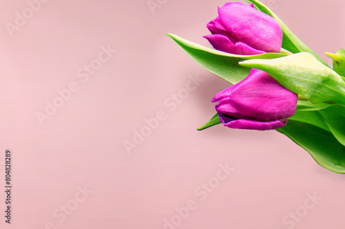 Fresh flower composition, bouquet of bi color tulips