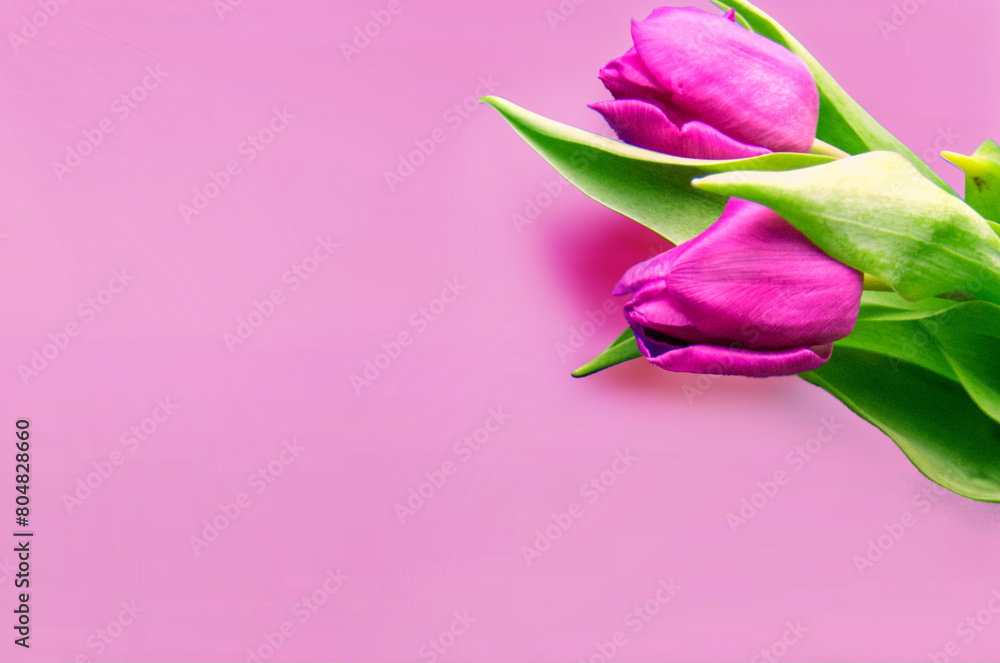 Fototapeta premium Fresh flower composition, bouquet of bi color tulips