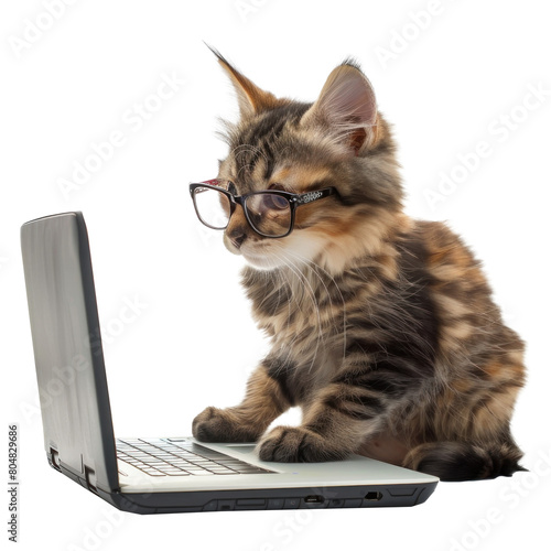 cat wearing glasses using laptop on transparency background PNG 