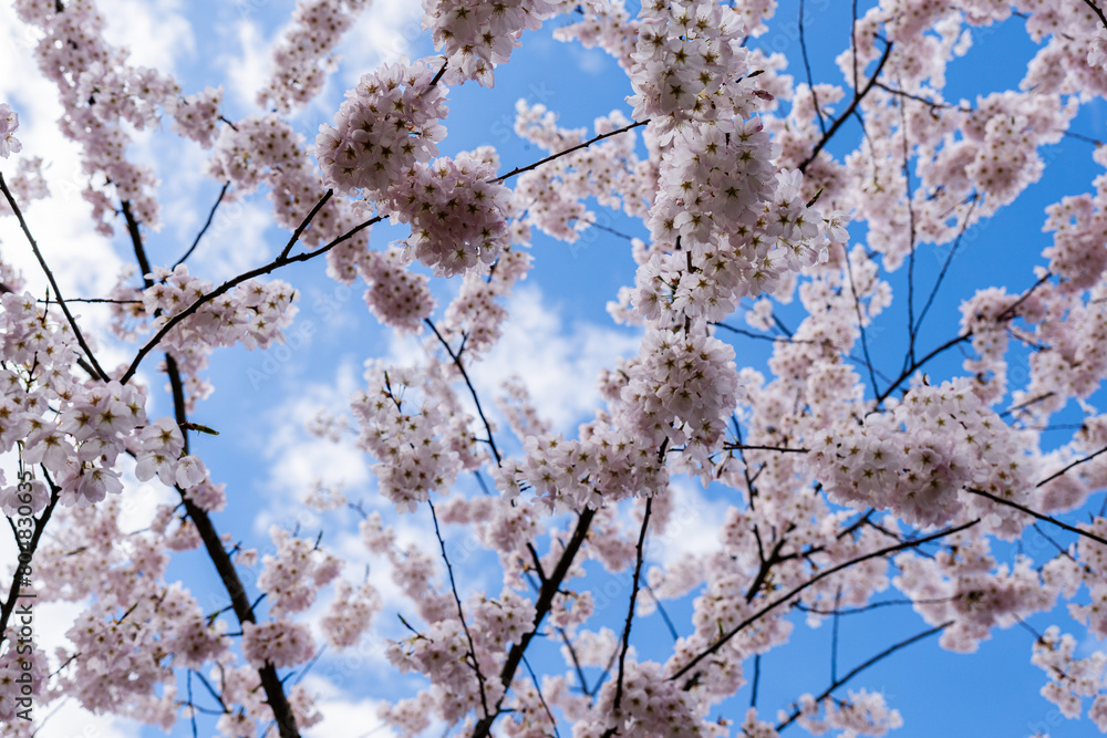 beautiful branches of cherry blossoms on the tree under blue sky Sakura flowers during spring season in the park beautiful branches of cherry blossoms on the tree under blue sky Sakura flowers during spring season in the park