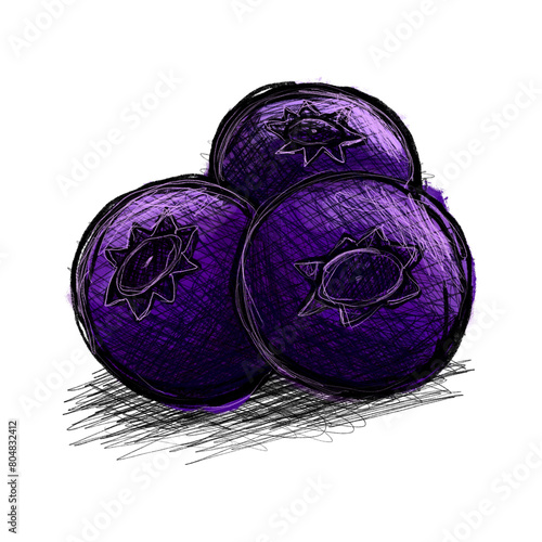 Hand drawn Blueberry illustration