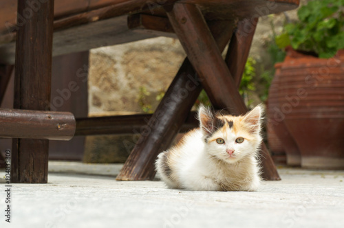 テーブルの下で前足を温めながら休む子猫 photo