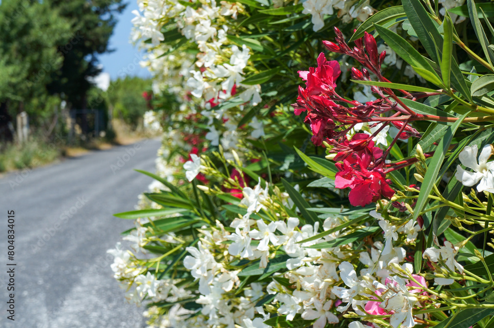 ワインレッドとホワイトの美しい花が咲く道路