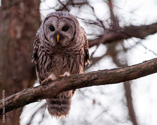 Barred owl