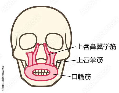口輪筋、上唇挙筋、上唇鼻翼挙筋、表情筋