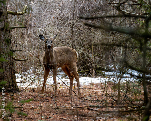 deer in the woods