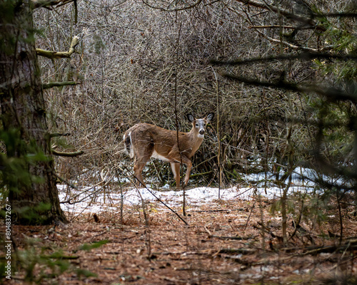 deer in the woods © John