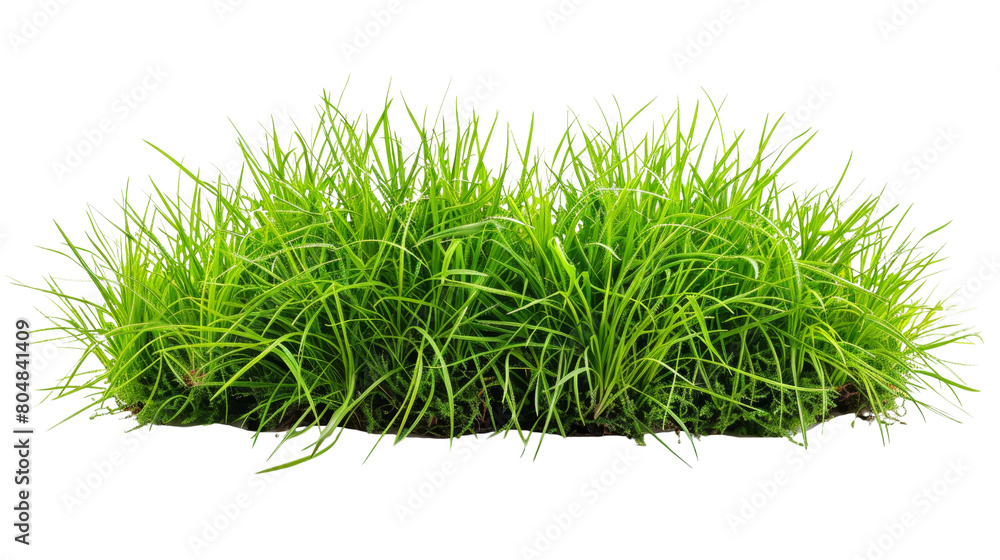 simple grass png simple grass png
