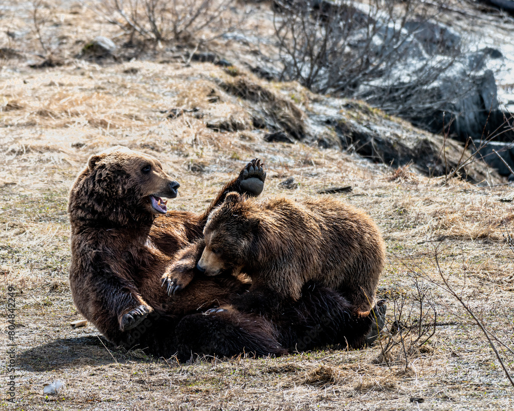 Fototapeta premium Mother bear and cub playing